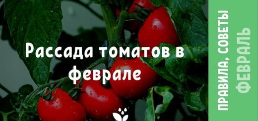 Рассада томатов в феврале