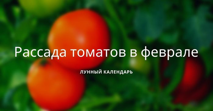 Рассада томатов в феврале лунный календарь