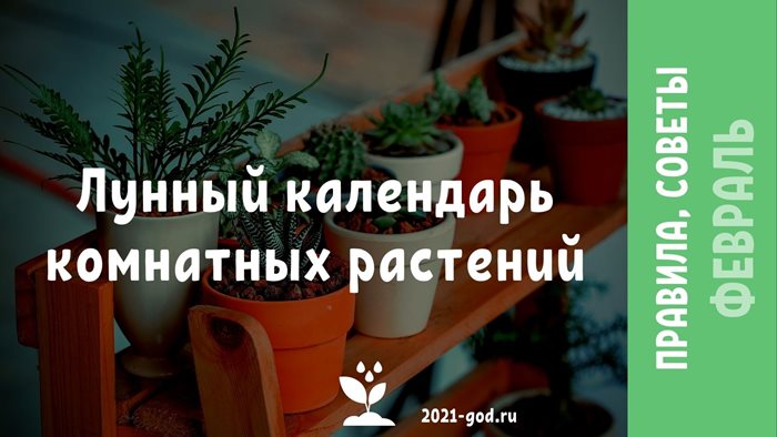 Лунный календарь комнатных растений на февраль