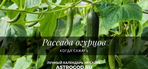 Рассада огурцов когда сажать