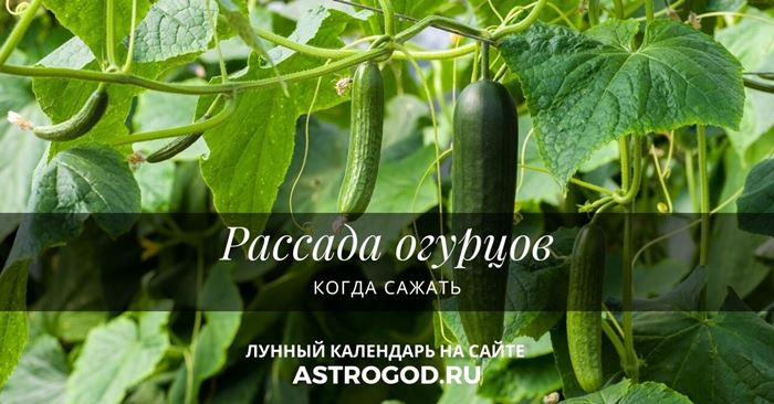 Рассада огурцов когда сажать