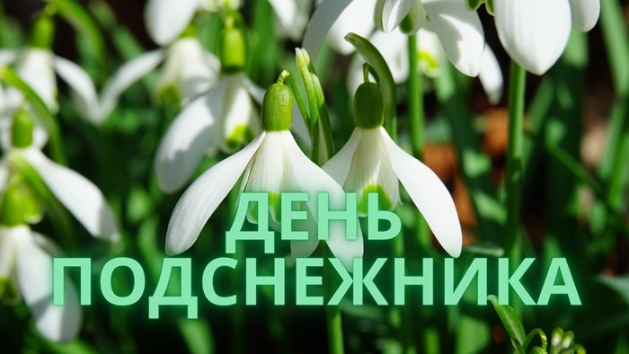 День подснежника картинка