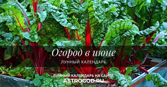 Огород в июне