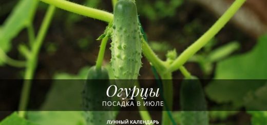 Посадка огурцов в июле