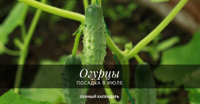 Посадка огурцов в июле